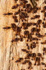 Termite work as team in the nature