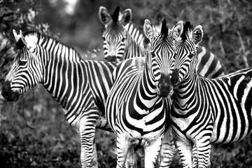 Fototapeta na wymiar Family of a wild African zebras