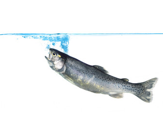 trout jumping into water on white background