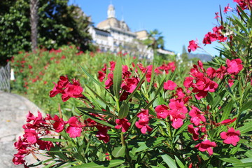 Oleander