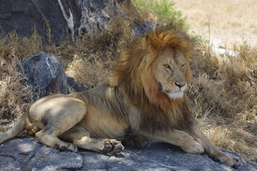 Lion d'Afrique dans son milieu naturel se reposent à l'ombre sous des arbres