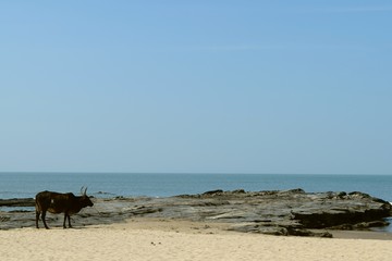 Indian cow on the beach