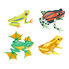 Naklejka premium Frog cartoon tropical animal and green frog cartoon nature icons. Funny frog cartoon collection vector illustration. Green, wood, red toxic frogs flat syle isolated on white background