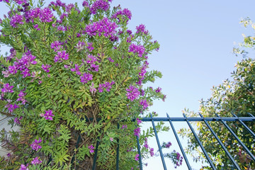 Pink flowers spring bush