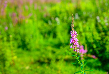 Blossoming Purple Loosestrife from close