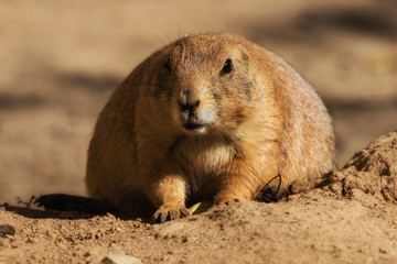 Well-fed Prarie Dog