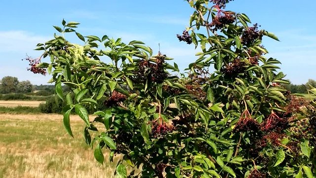 Reife Holunderbeeeren am Strauch