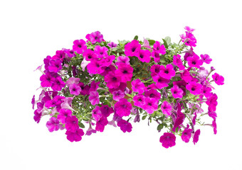 petunia on white background