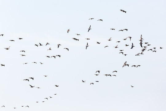 Greylag geese Bird migration in autumn