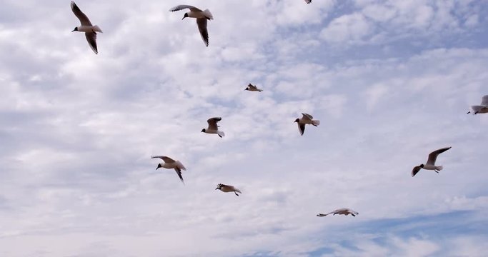 Seagulls Caught Headwind