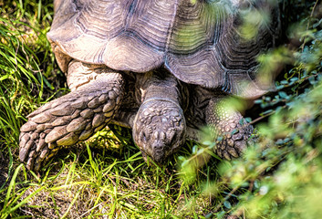African spurred tortoise
