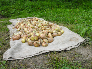 Урожай репчатого лука выложен в огороде на мешок для просушки