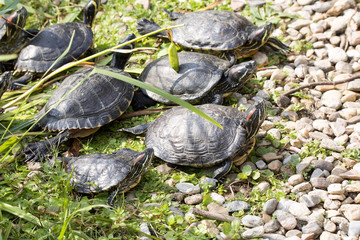 Turtle Trachemys scripta, lives in Florida