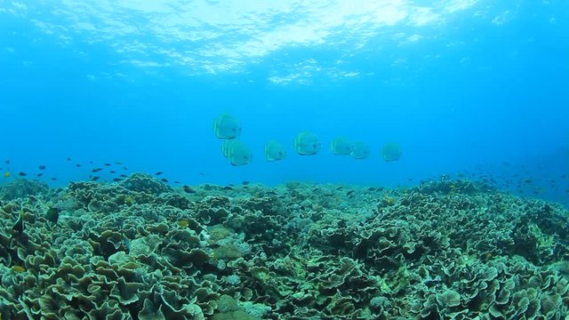 Underwater coral reef and tropical fish in sea ocean. 