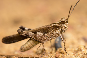 Spurthroated grasshopper (Melanoplus sanguinipes)