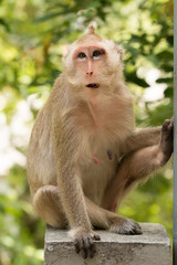 Monkey sit on concrete bridge looking around against tree in the background.