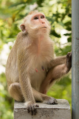 Monkey sit on concrete bridge looking around against tree in the background.