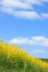 Obraz premium 菜の花と青空