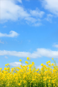 菜の花 Images Browse 42 509 Stock Photos Vectors And Video Adobe Stock