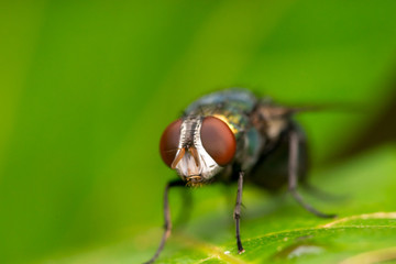 Common green bottle fly, (Lucilia sericata)