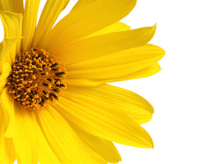 Helianthus microcephalus