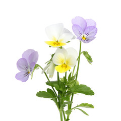Fleurs de Viola cornuta