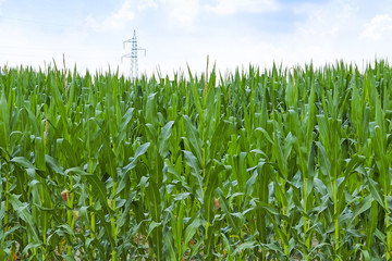 Obraz premium Landscape with the image of an Italian countryside