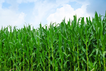 Landscape with the image of an Italian countryside