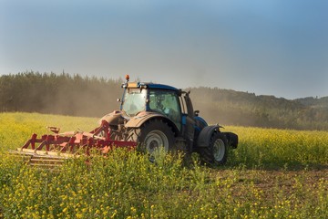 Obraz premium Blue tractor in a field of mustard in the Czech Republic. Dusty field and agricultural work. Autumn farm chores. The tractor mows mustard on a sunny day. Farmer working in the field. 