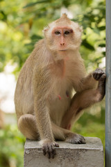 Monkey sit on concrete bridge with chilled pose against tree in the background.