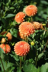 Orange blooming dahlias