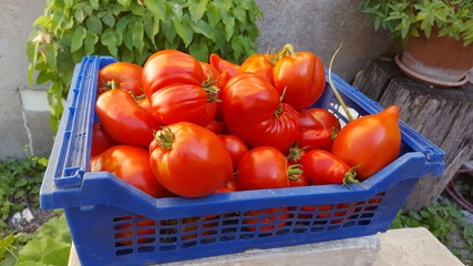 Tomates 