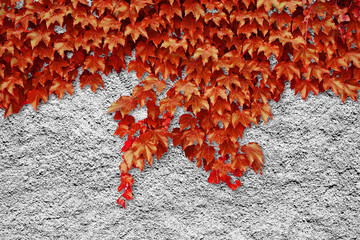 Roughcast with red climbing ivy