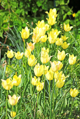 Obraz premium Yellow tulips in the spring garden