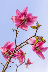 Pink magnolia flower on tree branch