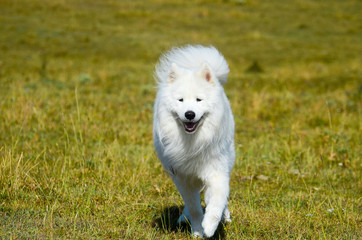 siberian samoyed. white husky dog - obrazy, fototapety, plakaty