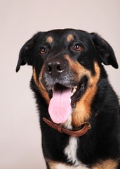 Obraz premium Hund I