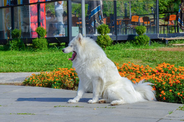 siberian samoyed. white husky dog