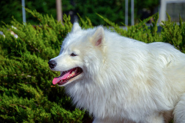 siberian samoyed. white husky dog