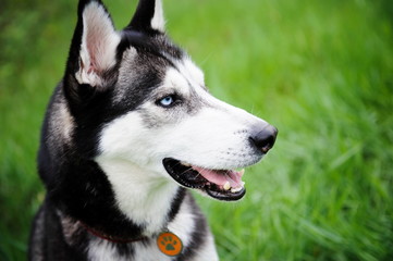 a dog husky walking in a park