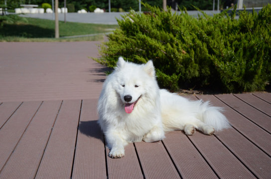 siberian samoyed. white husky dog