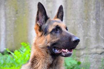 german shepherd dog in forest
