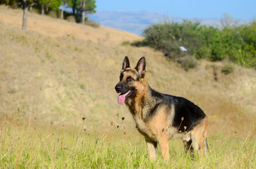 german shepherd dog in forest