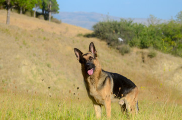 german shepherd dog in forest