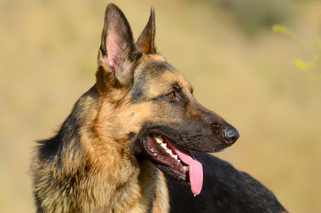 german shepherd dog in forest