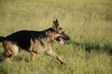 german shepherd dog in forest