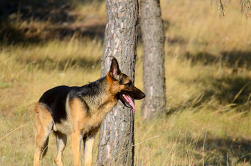 german shepherd dog in forest