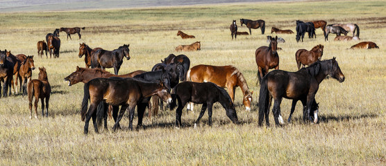 A herd of horses with young colts in the meadow clear autumn morning.