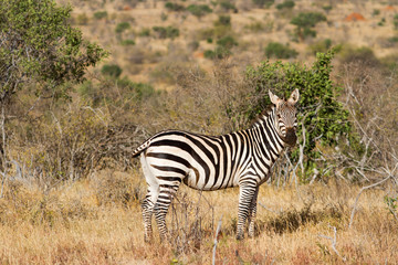 Fototapeta na wymiar Zebra in the grasslands of the Serengeti at dawn, Tanzania, East