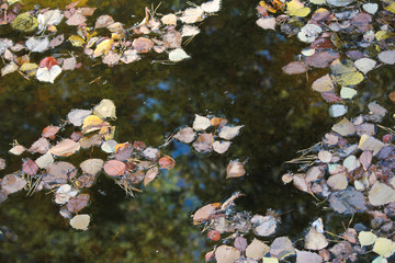 осенние листья плавают в луже. Между листьями в луже отражаются небо и высокие сосны © alenuka